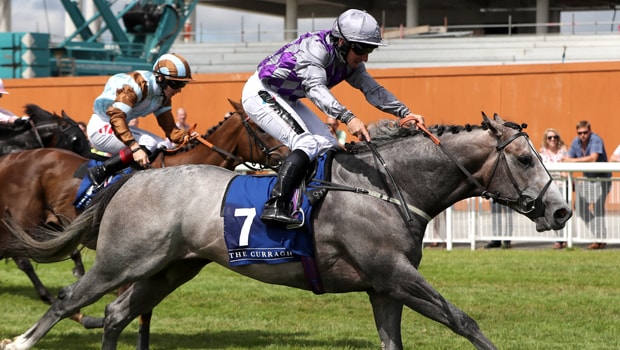 Havana-Grey-Horse-Racing-min